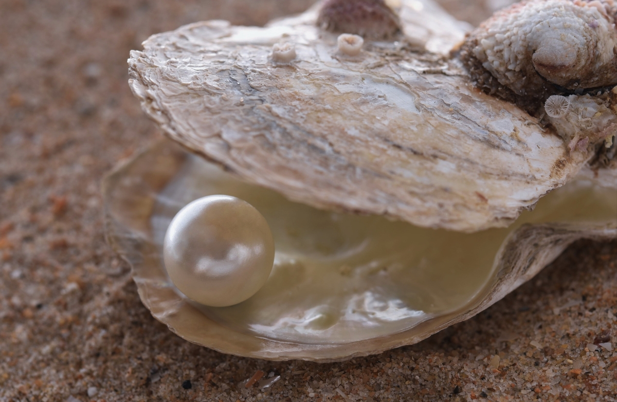 Kerang Mutiara